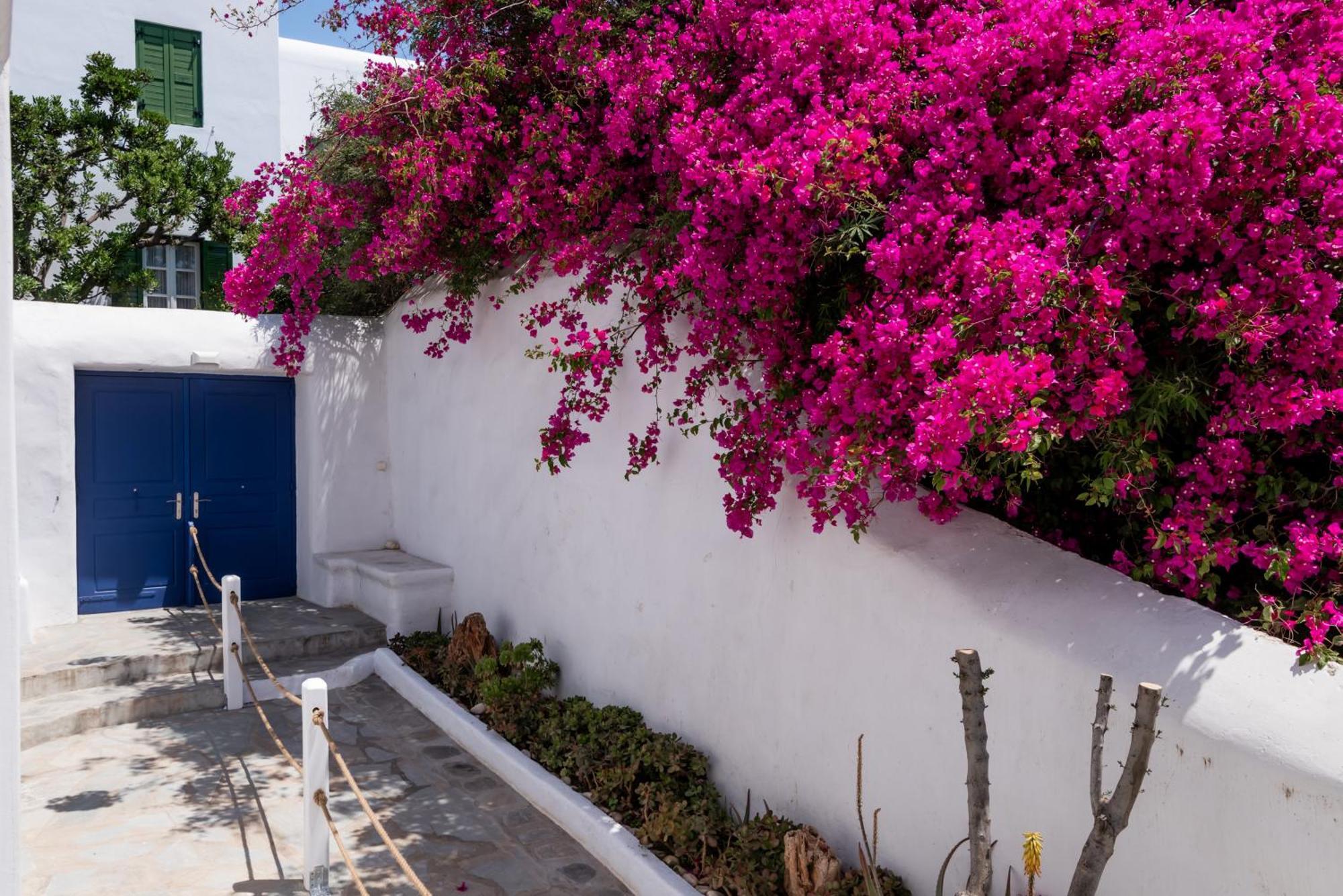 Olive Tree & Capari Mykonos Town Homes & Apartments With Pool! Exteriér fotografie